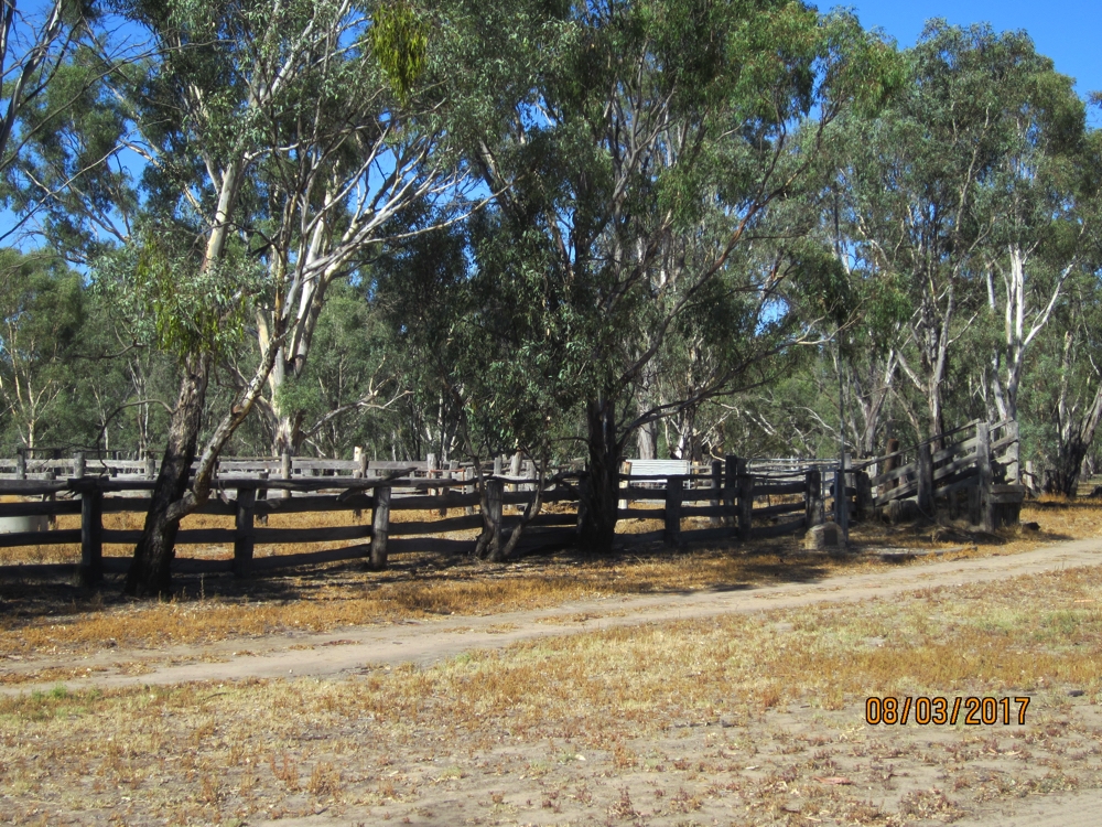 The muster yards in Barmah National Park