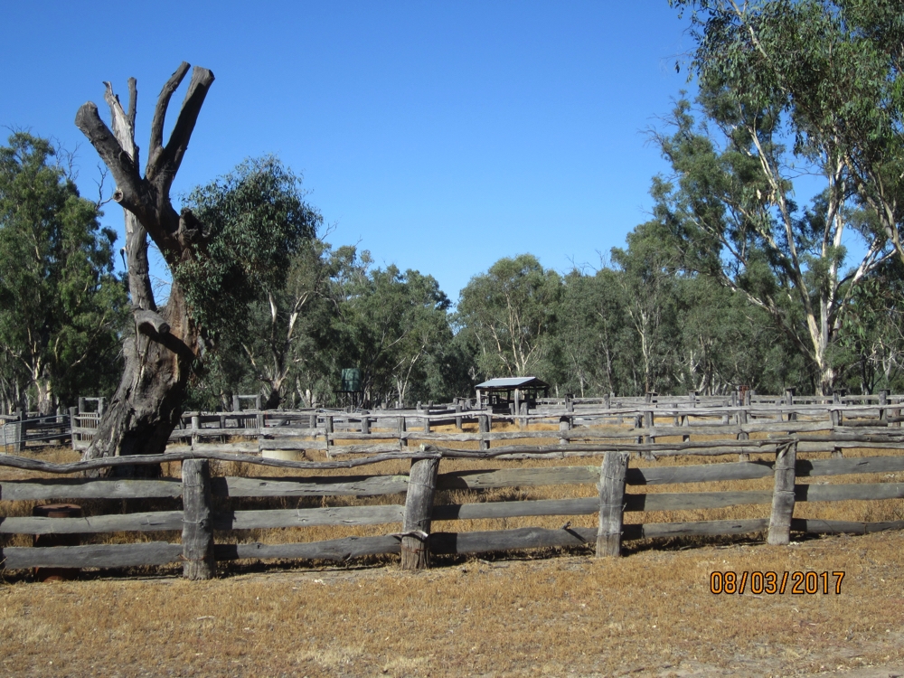 The historic muster yards in Barmah National park.