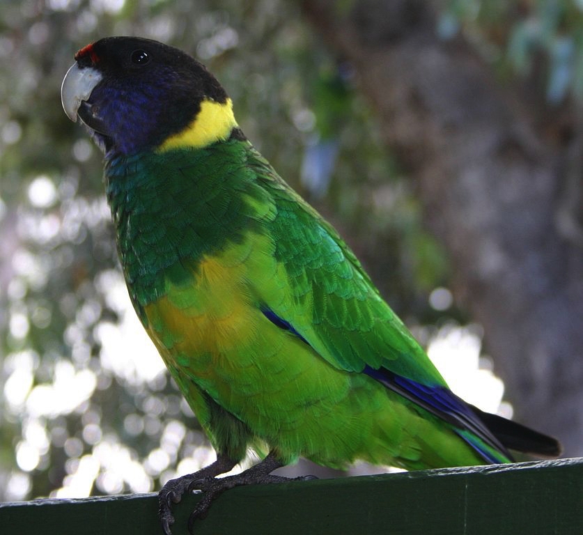 The Port Lincoln Parrot. Thanks Wikicommons.