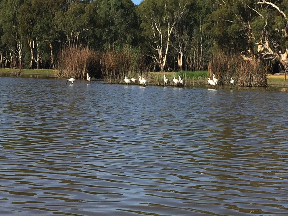 A flock of spoonbills on Lake Barmah - not flustered at all by our presence in the kayak.