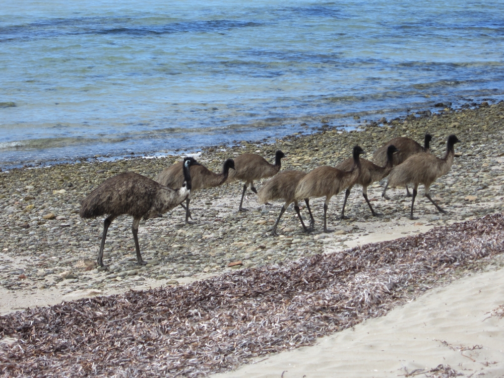 A family of emus on the beach at Surfleet Cove. Dad at the back and 7 adolescents in front.