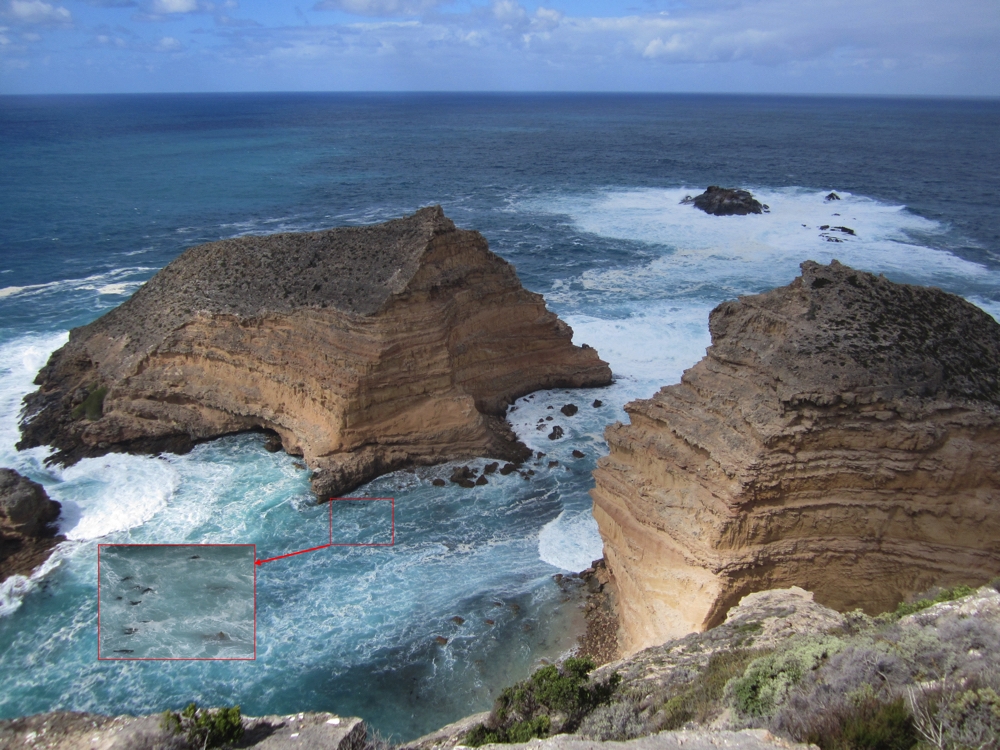 106 metre cliffs meet the ocean at Cape Wiles. See the fur seals, enlarged in the inset.