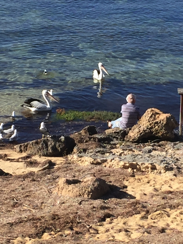 A pretty scene as we passed by on our bike ride at Coffin Bay. A local chap feeding the pelicans.