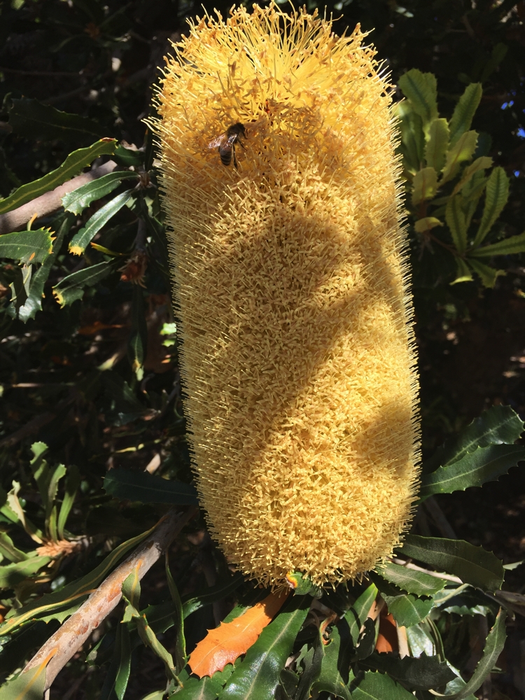And the same banksia in full bloom. Coffin Bay