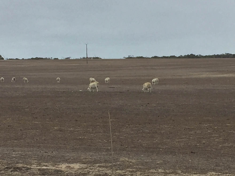 Waiting for the rains. Goodness only knows what these poor sheep are eating - on Mikkira Station.