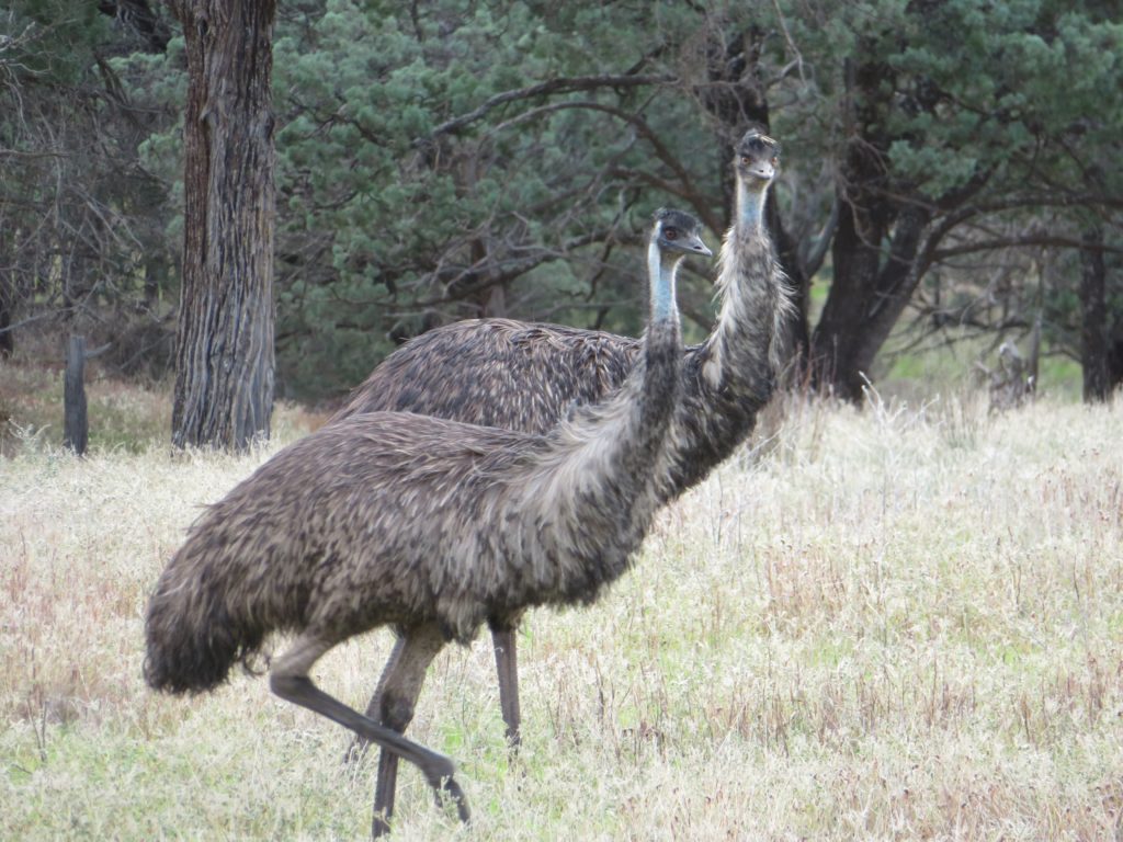 A couple of the many emus we saw on the Moralana Drive. We were on the lookout for these guys as we drove - one pair ran across the road just in front of us.