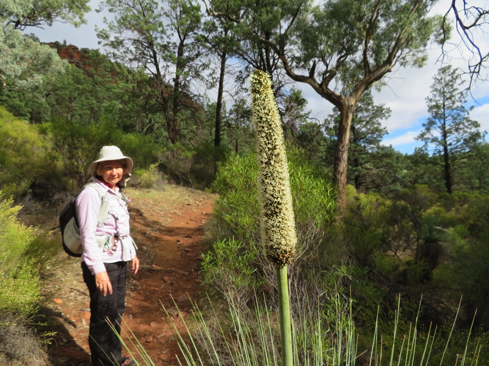 The walk to St Mary's Peak. This part was the easy bit! The grass trees are just coming into flower. 