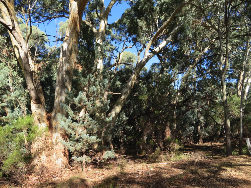 The river red gums, interspersed with cypress pines. These are growing along the Wilpena Creek, inside the Pound.