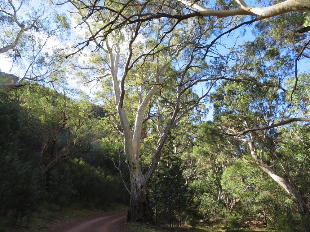 River red gums. Wilpena Pound.