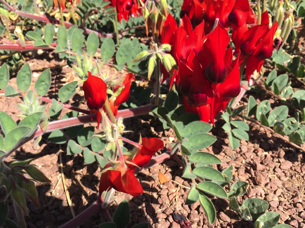 So pleased to have seen Sturts Desert Pea - South Australia's floral emblem.