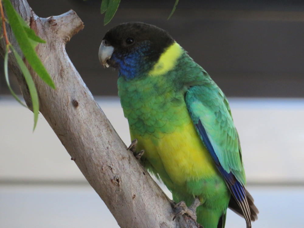 Port Lincoln Parrot. I know we've photographed them before but they are beautiful.