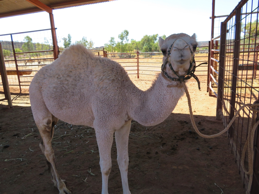 Baby Camel at Stuarts Well Camel Farm. so cute.