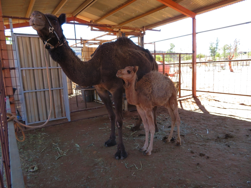 Mum and baby camel. Stuarts Well camel farm.