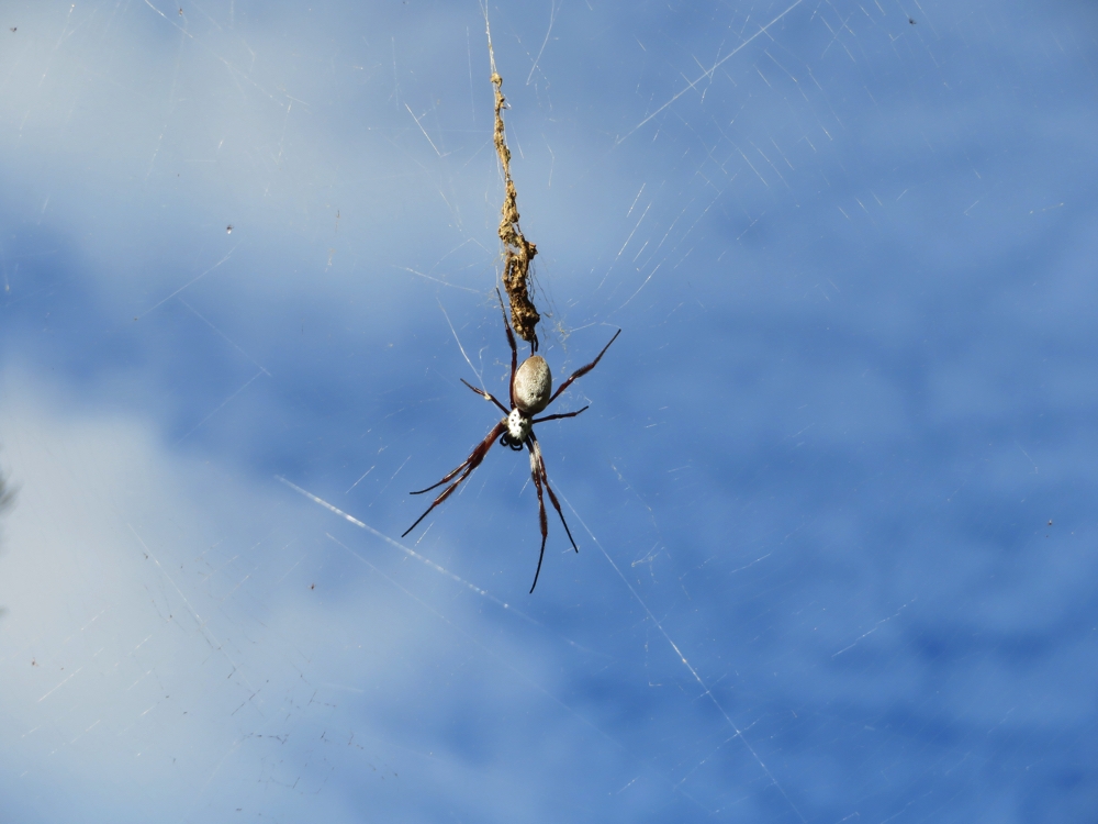 The Golden silk orb weaver spider. Lots of these around the Ranges.