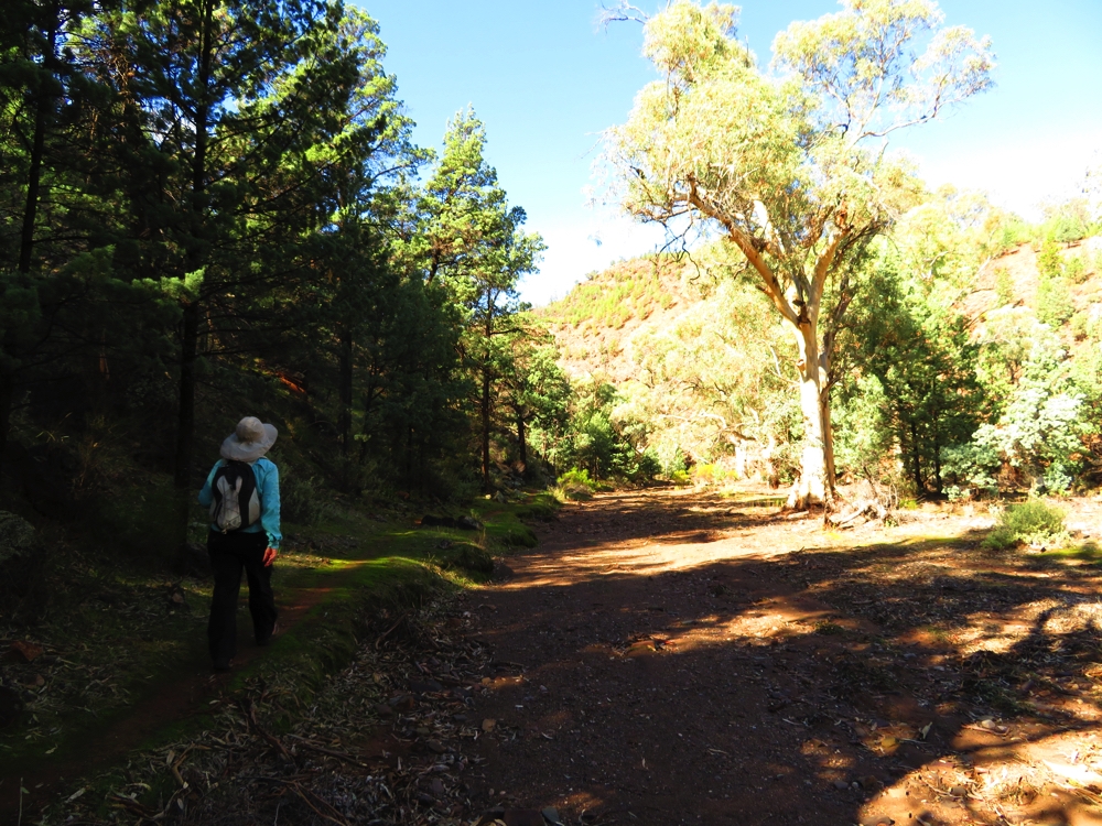 The path, like a bridle path, took us alongside the dry creek bed. Yuluna Hike.