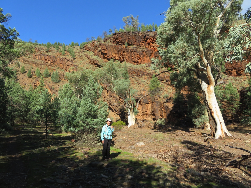 This is the countryside that inspired artist Hans Heysen who depicted this type of scenery in his works (none with me it in though!). Yuluna Hike