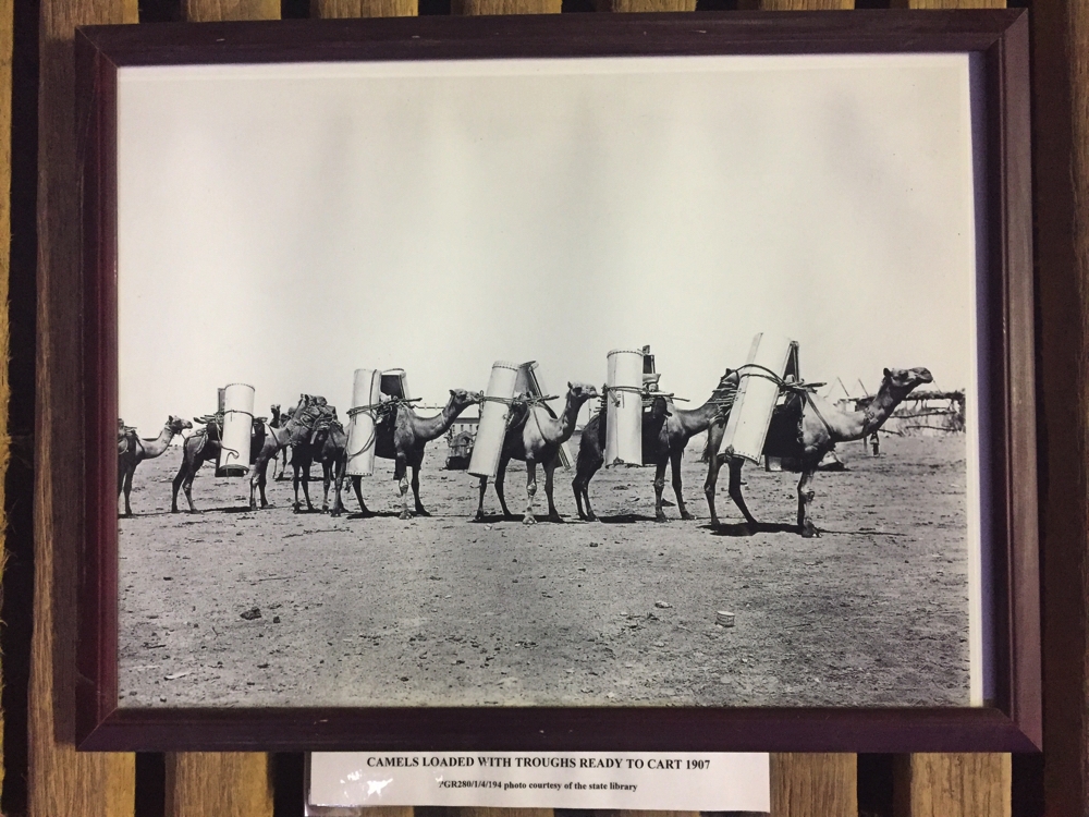 There's a lot of history at Beltana. This photograph shows a camel train at Beltana.