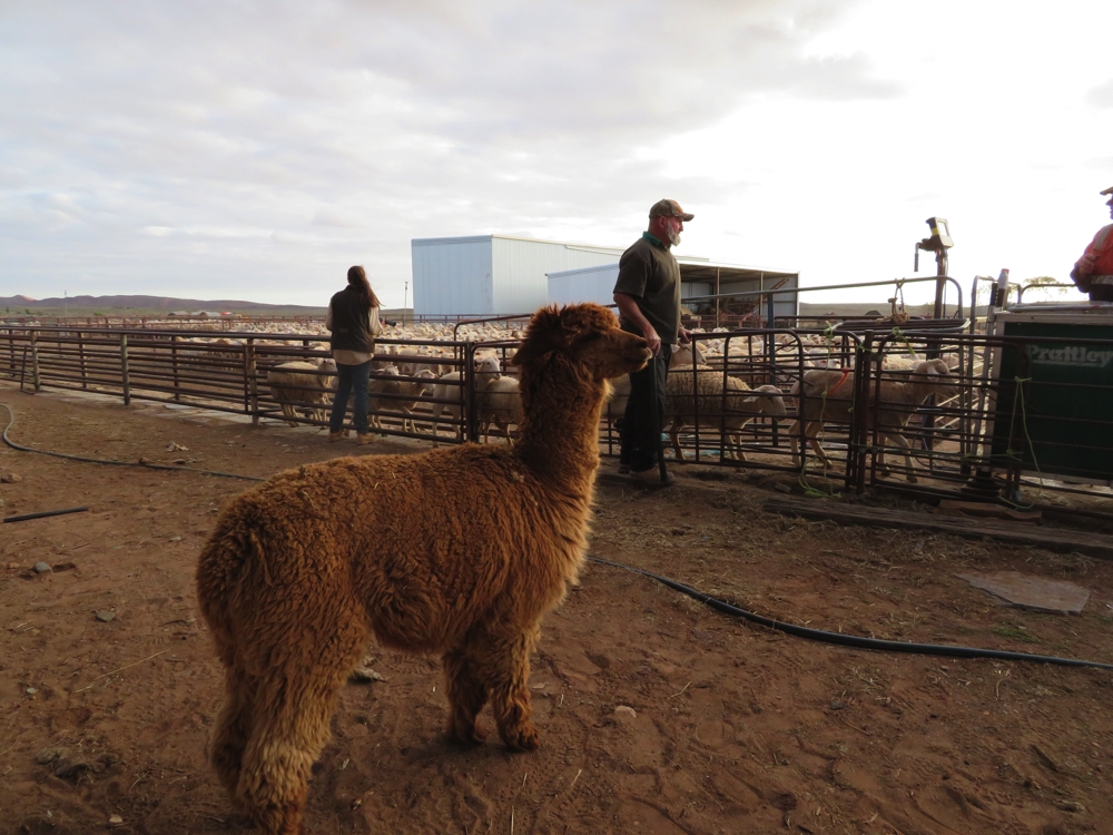 Beltana uses alpacas to guard the sheep from dog and dingo attacks. The owner told us most of the lambs they lose these days are to eagles.