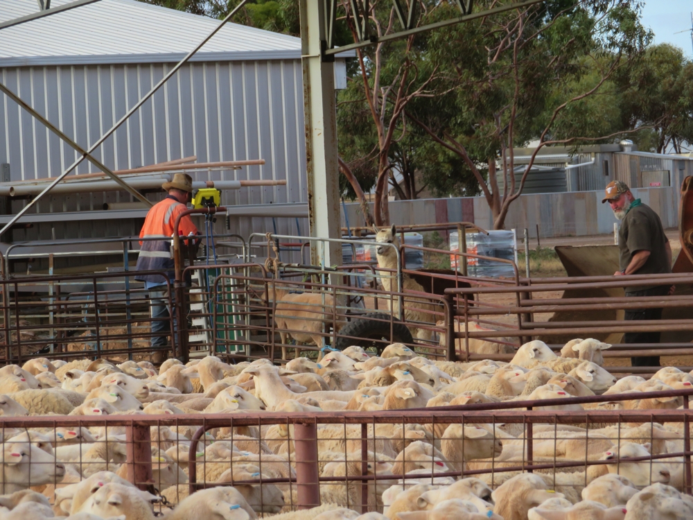 Sorting the sheep by weight - ready for sale tomorrow. Note the watchful eye of the alpaca. Beltana Station.
