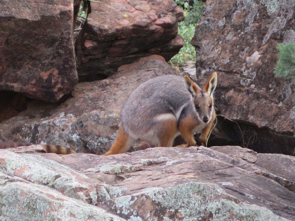 The yellow-footed rock wallaby. Some 25 years ago this was an endangered species. It's still not out of danger but due to intensive culling of feral (foxes, rabbits, cats) and protection from humans the species is recovering. Brachina Gorge.