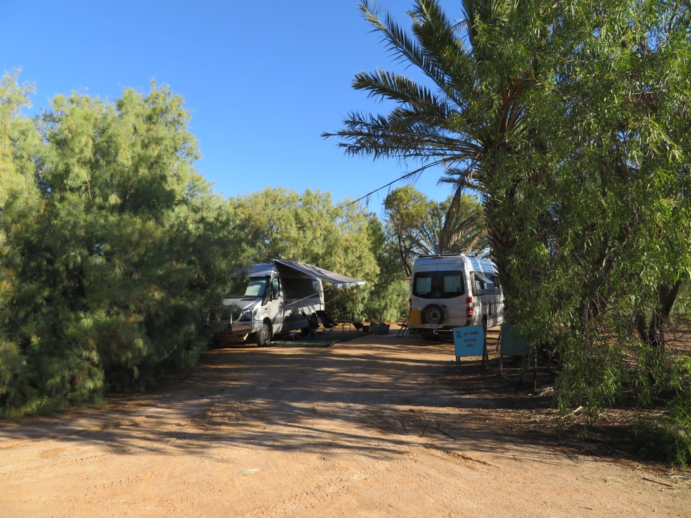 Lovely shady campsite at Coward Springs. The date palms are an introduced species, by the Afghans apparently. The local homesteaders didn't mind them and planted them up too, enjoying the dates. 