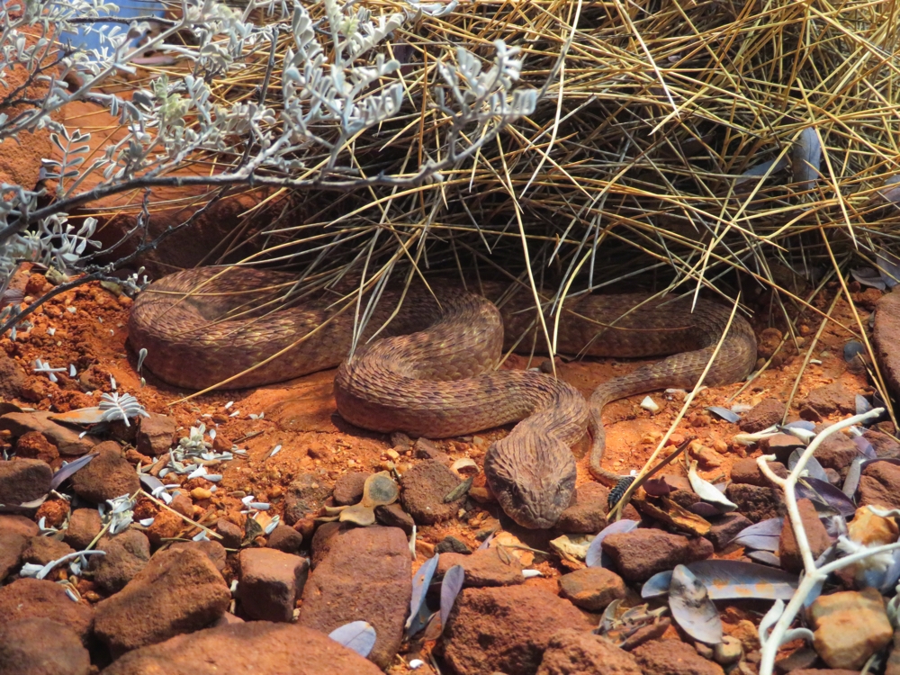 A Desert Death Adder - at the Desert Park and fortunately with a screen between it and me.