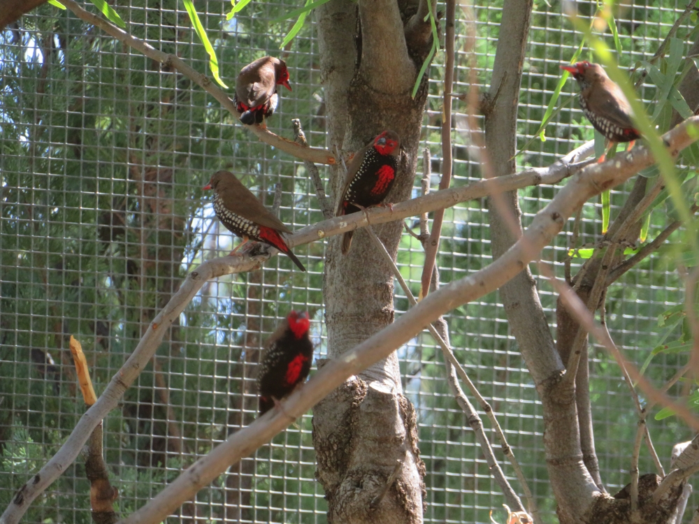The prettiest finches in one of the bird enclosures. Alice Springs Desert Park