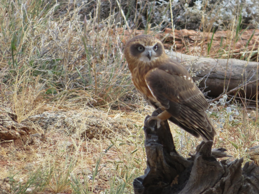 Owl - flying bird show. Alice Springs Desert Park