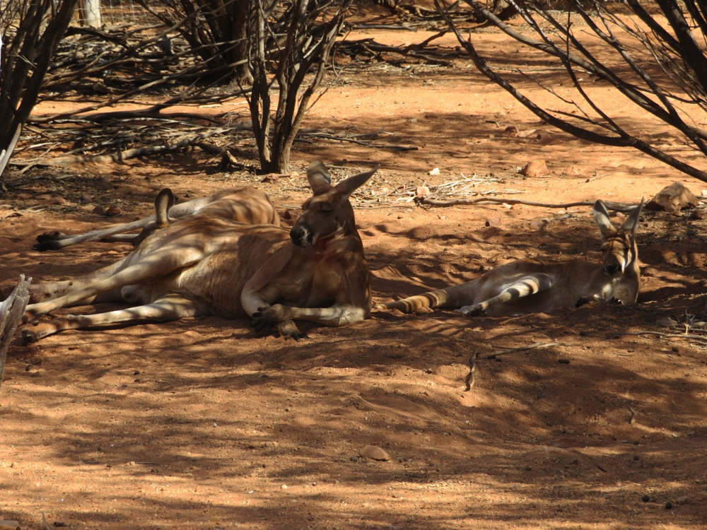 Now that's what I call a kangaroo. What a beauty! Alice Springs Desert Park.
