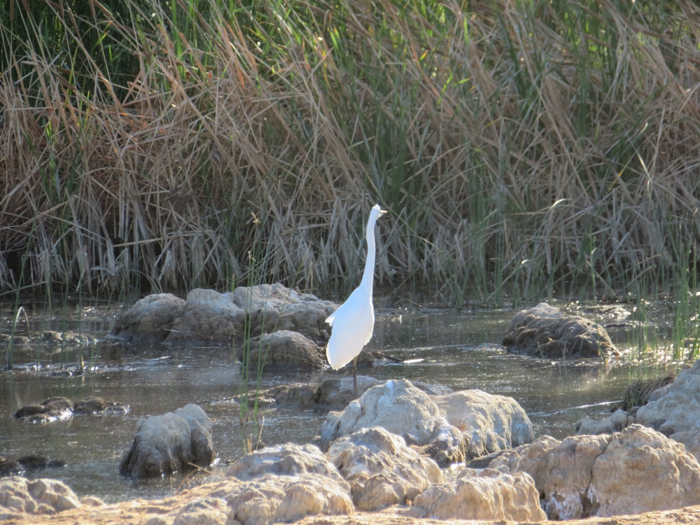 Wading bird in the Finke River.