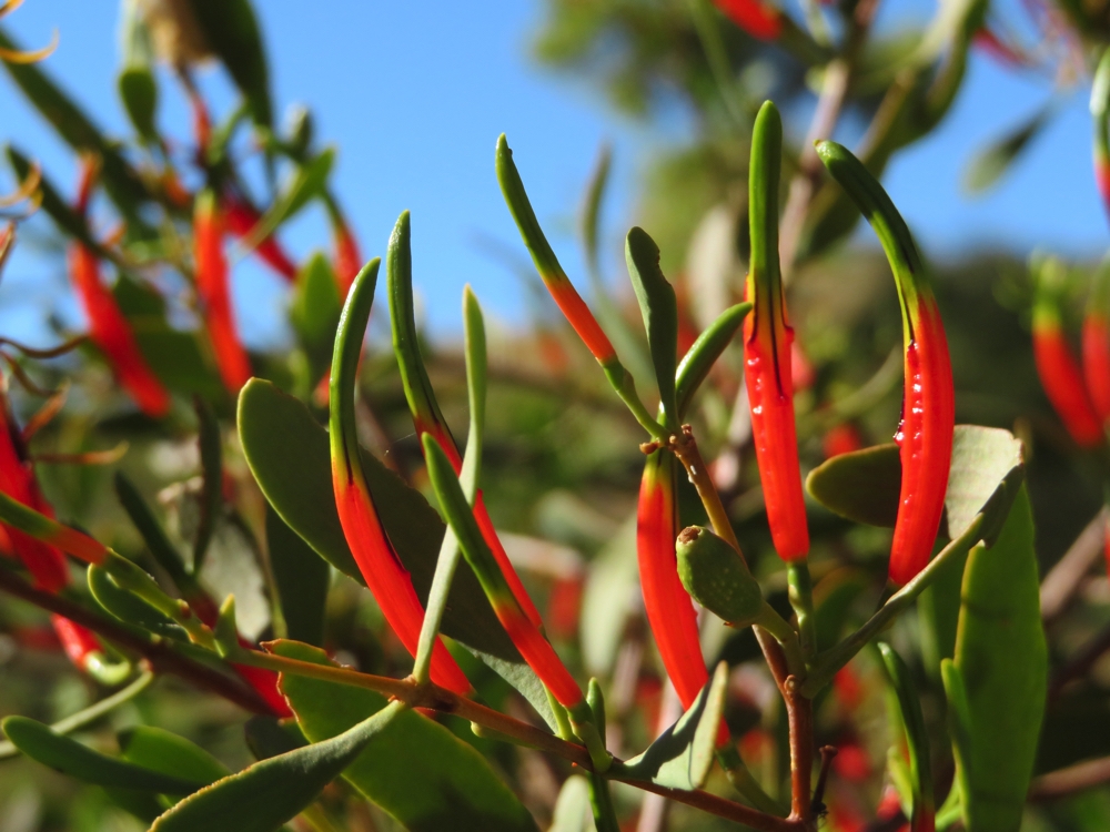 Flowers that look like chillies.