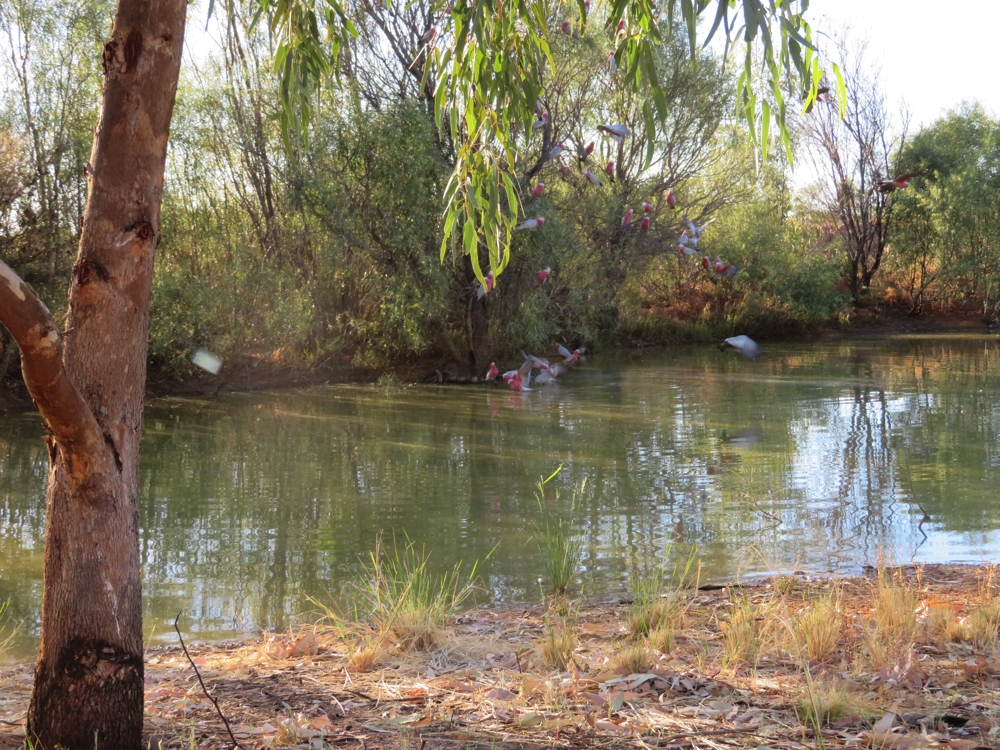 Beside the Mt Dare pub is the spring. The pink galahs loved it.