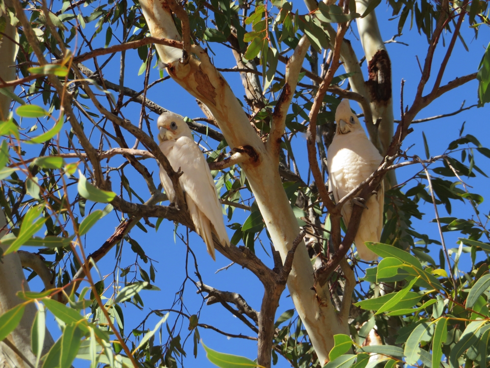 The beautiful, if noisy, cockatoos.