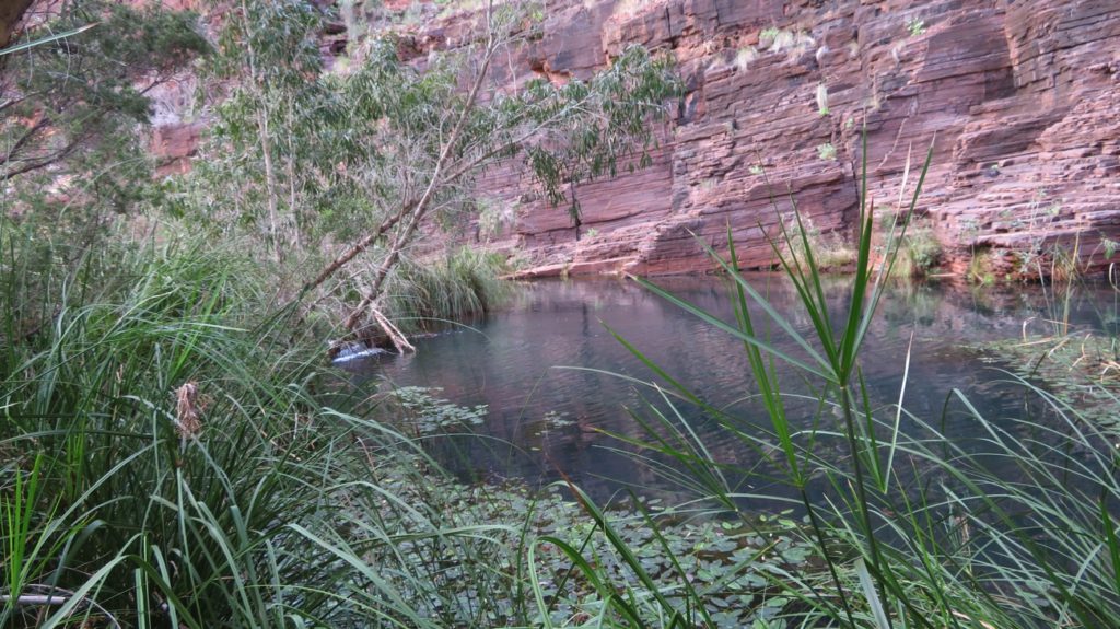 Bulrushes and water plants keep the icy water sparklingly clear. Dales Gorge.