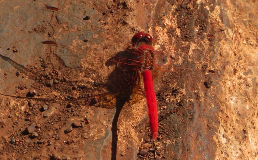 A dragonfly. Red, like everything else in the Pilbara.