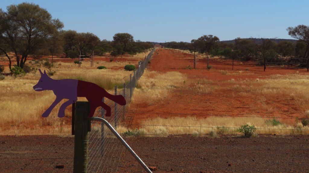 The Dog Fence built in the 1880s to limit the spread of wild dogs and dingoes goes from South Australia to Queensland. I haven't been able to find out any details of this one in WA.
