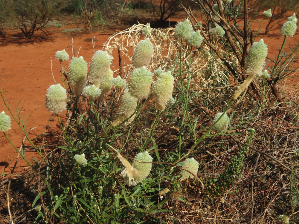 Flowering plants - Uluru