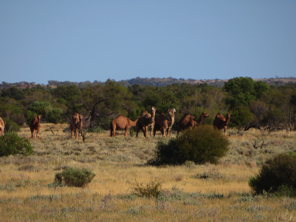 A herd of feral camels.