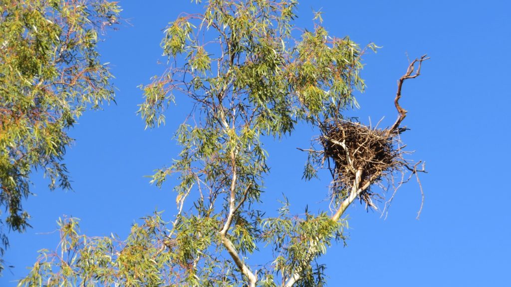 The nest of an Australian Hobby - a raptor.