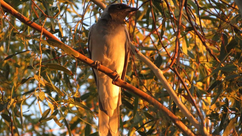 A masked woodswallow. Gascoyne River