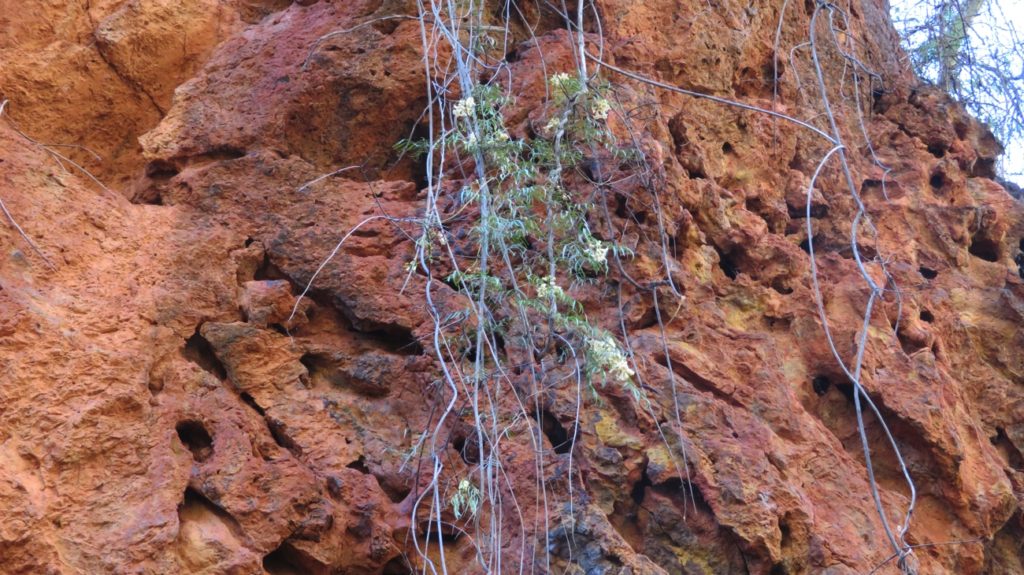 Wildflowers grow just anywhere. This one is a creeper coming over the sides of the gorge. Dales Gorge.