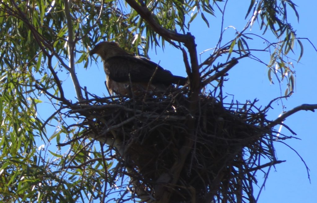 Australian hobby on its nest.