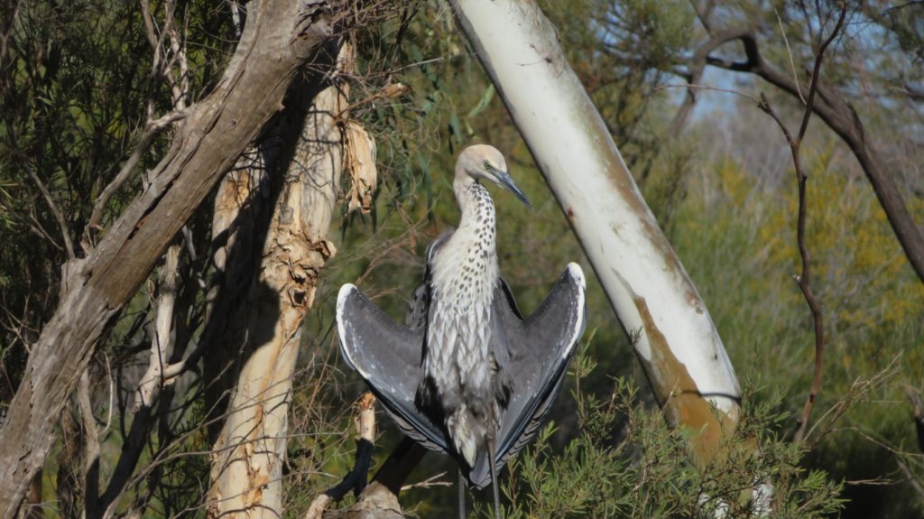 Drying the feathers - a white necked heron on the banks of the Gascoyne River