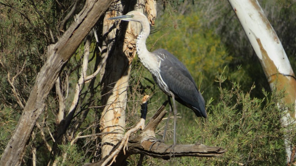 "And this is me from the other side." A white necked heron poses for us on the Gascoyne River.